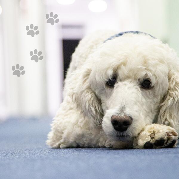 Frohen Internationalen Bürohundtag! Heute feiern wir unsere pelzigen…