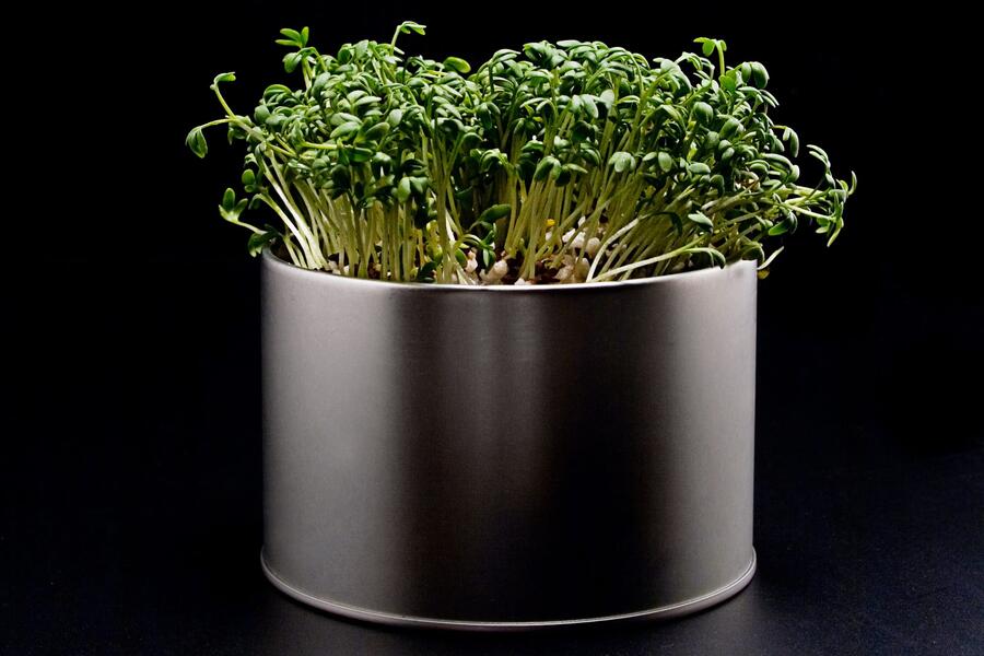 Dein eigener Kr&auml;utergarten