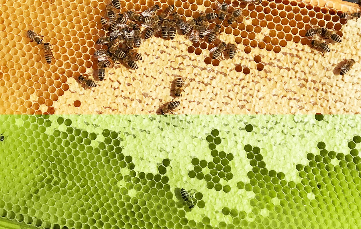 Bee a STAR: „Karriere“ im Bienenstock