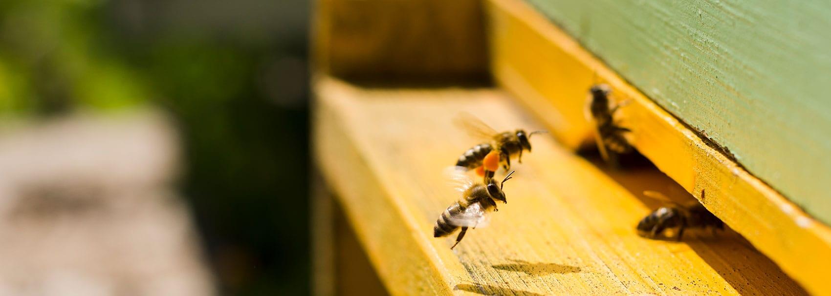 Varroabehandlung mit der Schwammtuchmethode